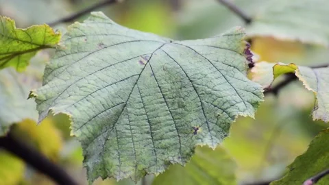 Autumn leaf Stock Footage 164401256