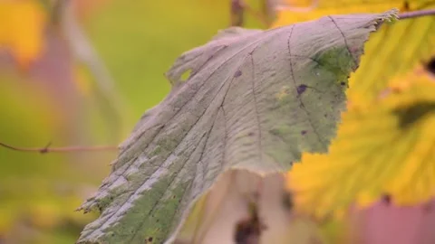 Autumn leaf Stock Footage 164401337