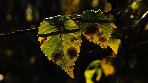 Autumn Leaf Stockbeeldmateriaal 165867969