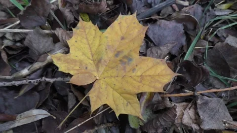 Autumn Leaf Stock Footage 230718427