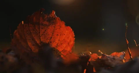 Autumn leaf Stock Footage 288424952