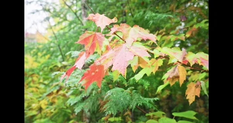 Autumn leaf Video stock 334268351