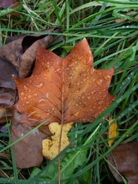 Autumn leaf on the forest floor Stock Photos