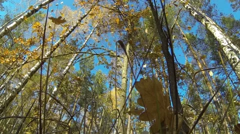 Autumn leaf in the forest Stock Footage 56494081