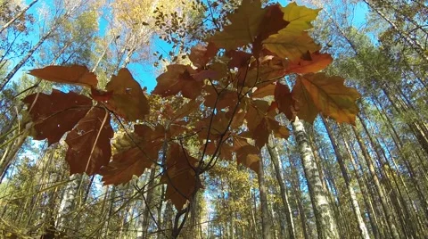 Autumn leaf in the forest Stock Footage 56494089