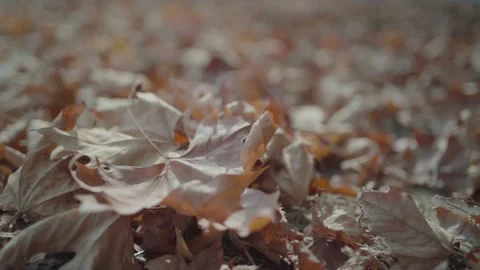 Autumn leaf in the forest Stock Footage 143045022