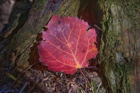 Autumn leaf  on the forest Foto stock