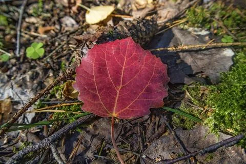 Autumn leaf in the forest Stock Photos
