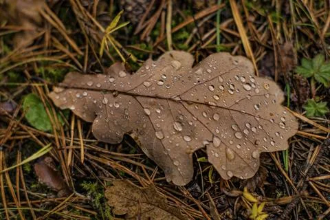 Autumn leaf in the forest Foto stock