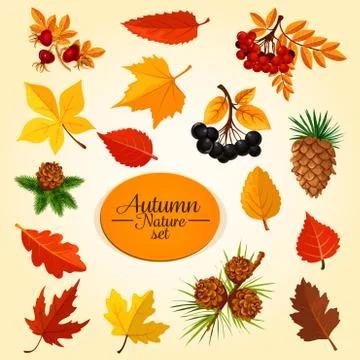 Autumn leaf, fruit and berry, fall season icon set Stock Illustration