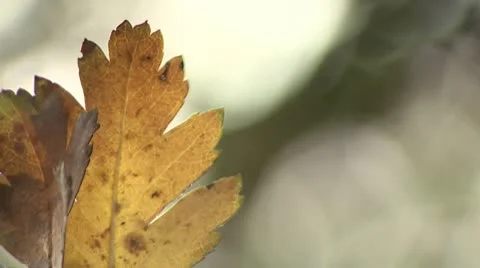 Autumn Leaf, Gentle Movement Stock Footage 10577137