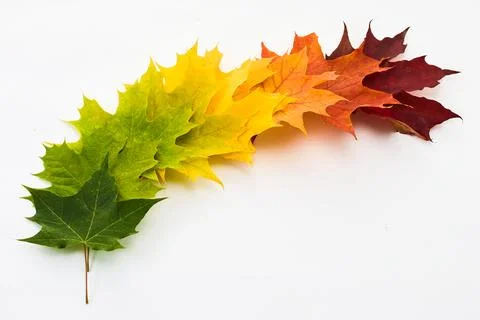 Autumn Leaf Gradient. A gradient of maple leaves from green to dark red Stock Photos