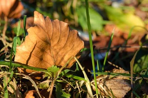 Autumn leaf on the grass as a background. Stock Photos