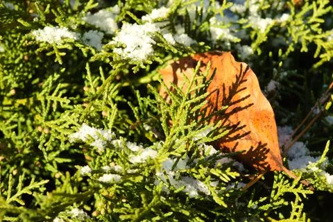 Autumn leaf on the grass as a background Stock Photos