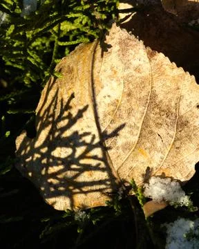 Autumn leaf on the grass as a background Stock Photos