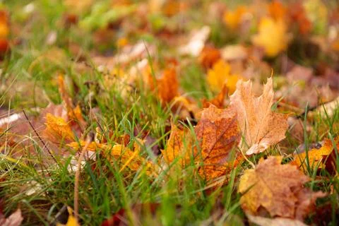 Autumn leaf on a grass close-up, selective focus. Fallen autumn leaves on the 스톡 사진