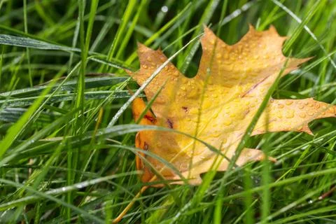 Autumn leaf in the grass Stock Photos