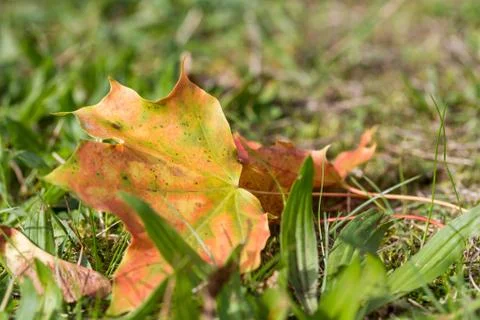 Autumn leaf in the grass Stock Photos