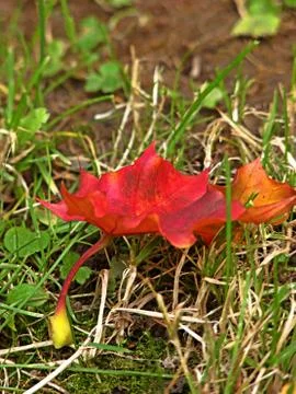 Autumn leaf in grass Stock Photos