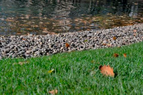 Autumn leaf on the grass Stock Photos