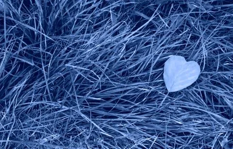 Autumn leaf on grass. Stock Photos