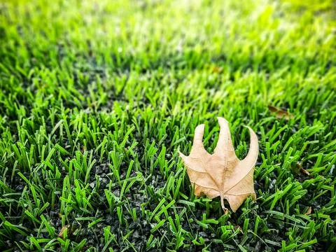 Autumn Leaf on The Grass 스톡 사진