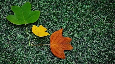 Autumn leaf green grass background hd footage Stock Footage 118587570