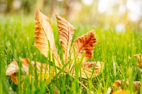 Autumn leaf on green grass. Stock Photos