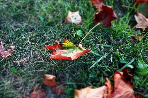 Autumn leaf on green grass Foto stock