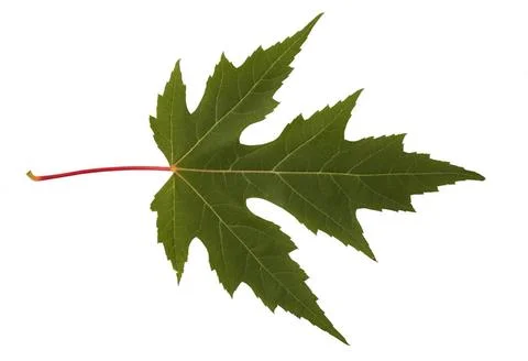 Autumn leaf green maple tree leaf isolated on white background Copyright: ... Stock Photos