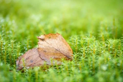 Autumn leaf on green vegetable pattern, grass and wet moss close-up macro bac Foto stock