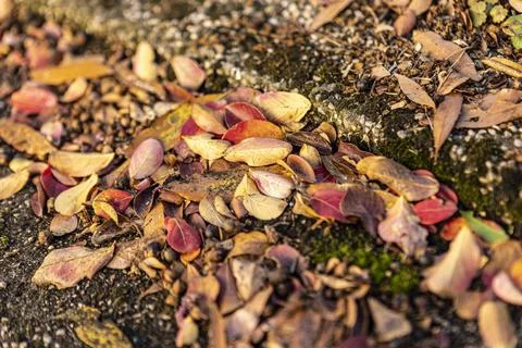Autumn leaf on the ground Fall leaf on the ground. Autumn leaf on the grou... Stock Photos