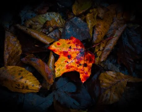 Autumn Leaf on Ground Stock Photos