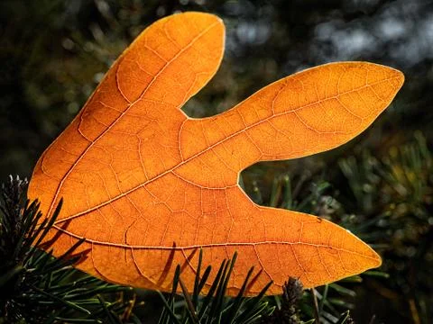 Autumn leaf on the ground 库存照片
