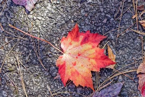 Autumn leaf on the ground Stock Photos