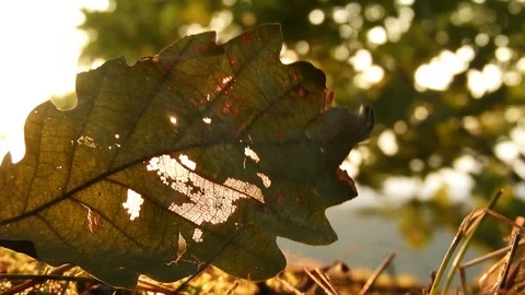 Autumn leaf on the ground with the wind blowing and moving it Stock Footage 99964893