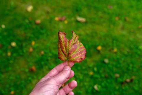 Autumn leaf in hand on a background of grass. Stock Photos
