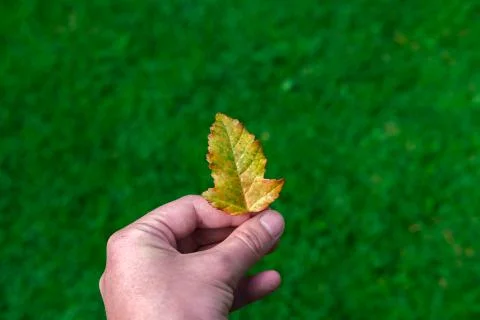 Autumn leaf in hand on a background of grass. Stock Photos