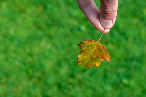 Autumn leaf in hand on a background of grass. Stock Photos