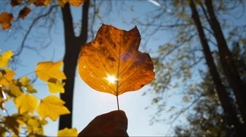 Autumn leaf on a hand Stock-Footage 33292261