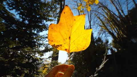 Autumn leaf on a hand Stock-Footage 33313595
