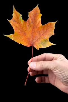 Autumn leaf in a hand Stock Photos