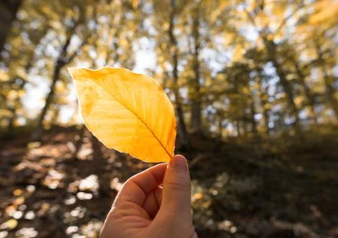 Autumn leaf in hand Stock Photos