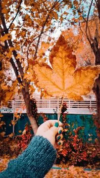 Autumn Leaf in Hand Stock Photos