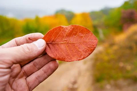 Autumn leaf in hand Stock Photos