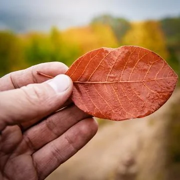 Autumn leaf in hand Stock-Fotos
