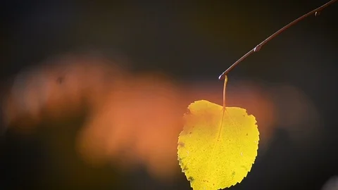 Autumn leaf hanging from a tree branch Stock Footage 97237749