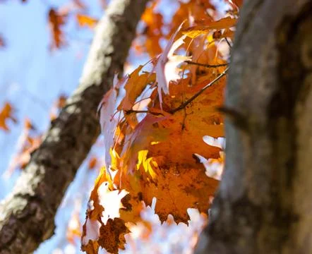 Autumn leaf hanging on a tree Stock Photos