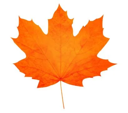 Autumn leaf. High quality. Stock Photos