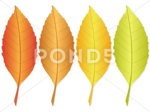 Autumn leaf Stock Illustration